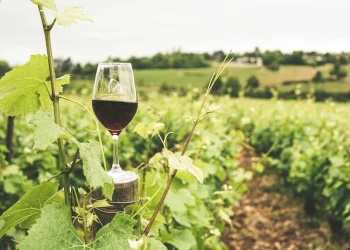 Vaso lleno de Vino